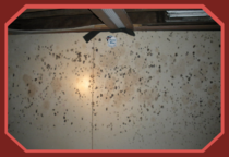 Mold found during Albany home inspection